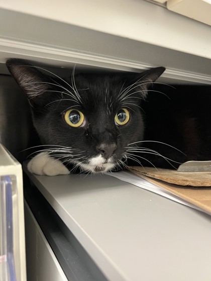 Shelter Stray Male Cat last seen Trader joe's - Queen Anne, Seattle, WA, 2061 15th Ave W, Seattle, WA 98119, USA