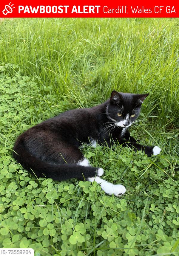 Lost Male Cat last seen Capel Llanilltern, Cardiff, Wales CF5 6GA