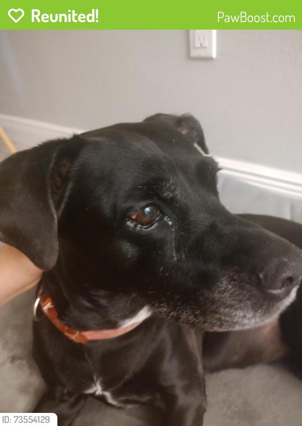 Reunited Female Dog last seen Near Landover Blvd, Spring Hill, FL 34609, USA, Spring Hill, FL 34609