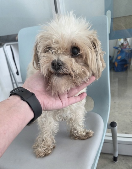 Shelter Stray Male Dog last seen Near W Fwy, West District, TX, 355 Hillshire Dr, Haslet, TX 76052, USA