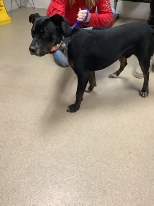 Shelter Stray Male Dog last seen Near W Elizabeth Ln, East District, TX, 355 Hillshire Dr, Haslet, TX 76052, USA