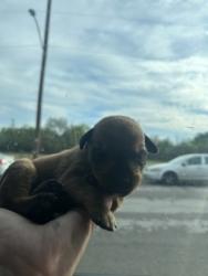 Shelter Stray Male Dog last seen Near E ROBERT ST, Central District, TX, 355 Hillshire Dr, Haslet, TX 76052, USA