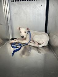 Shelter Stray Male Dog last seen Near E ROBERT ST, Central District, TX, 355 Hillshire Dr, Haslet, TX 76052, USA