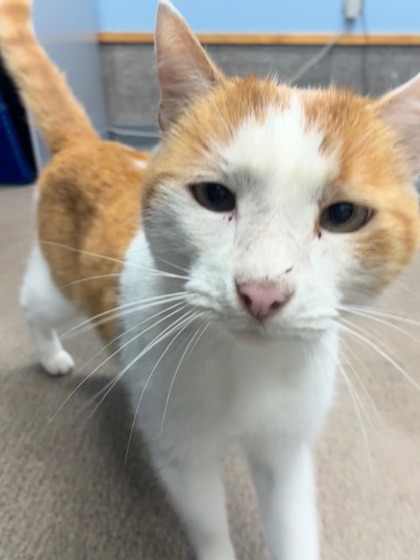Shelter Stray Male Cat last seen , , OR, 398 SW Twin Oaks Cir, Corvallis, OR 97333, USA