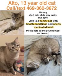 Reunited Male Cat last seen Near Clear Creek Dr, Allen, TX 75002, USA, Allen, TX 75002