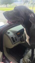 Shelter Stray Female Dog last seen Hawthorn rd, City of Knoxville GP, TN, 3201 Division St, Knoxville, TN 37919, USA