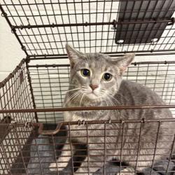 Shelter Stray Female Cat last seen Near block of cornelia cartwright ave, City of Knoxville GP, TN, 3201 Division St, Knoxville, TN 37919, USA