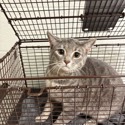 Shelter Stray Female Cat last seen Near block of cornelia cartwright ave, City of Knoxville GP, TN, 3201 Division St, Knoxville, TN 37919, USA