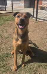 Shelter Stray Male Dog last seen Near Cottage Lane, College Park, GA, 1251 Fulton Industrial Blvd NW, Atlanta, GA 30336, USA
