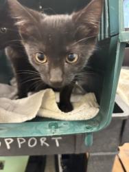 Shelter Stray Male Cat last seen Near Ard Place NW, Atlanta, GA, 1251 Fulton Industrial Blvd NW, Atlanta, GA 30336, USA