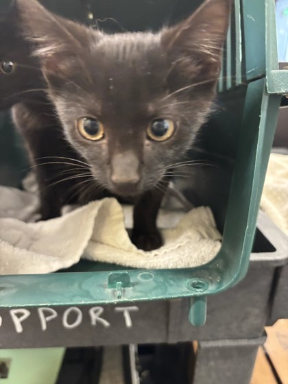 Shelter Stray Male Cat last seen Near Ard Place NW, Atlanta, GA, 1251 Fulton Industrial Blvd NW, Atlanta, GA 30336, USA