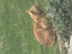 Shelter Stray Unknown Cat last seen Near Winnequah Rd, Monona, City of, WI, 5132 Voges Rd, Madison, WI 53718, USA