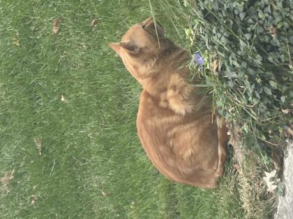 Shelter Stray Unknown Cat last seen Near Winnequah Rd, Monona, City of, WI, 5132 Voges Rd, Madison, WI 53718, USA