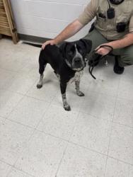 Shelter Stray Female Dog last seen , Gulfport, MS, 2615 25th Ave, Gulfport, MS 39501, USA