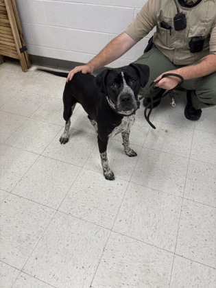 Shelter Stray Female Dog last seen , Gulfport, MS, 2615 25th Ave, Gulfport, MS 39501, USA