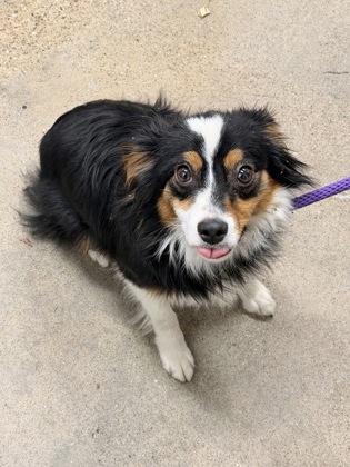 Shelter Stray Female Dog last seen Near E 156, 5th District, OH, 9203 Detroit Ave, Cleveland, OH 44102, USA