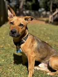 Shelter Stray Male Dog last seen Near Fairington Rd, Stonecrest, GA 30038, 30038, GA, 3280 Chamblee Dunwoody Rd, Chamblee, GA 30341, USA