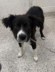 Shelter Stray Male Dog last seen Near E US Hwy 40, Kansas City, MO 64133, 64133, MO, 7077 Elmwood Ave, Kansas City, MO 64132, USA