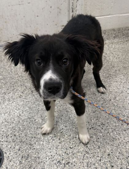 Shelter Stray Male Dog last seen Near E US Hwy 40, Kansas City, MO 64133, 64133, MO, 7077 Elmwood Ave, Kansas City, MO 64132, USA