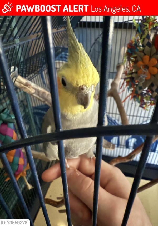 Lost Male Bird last seen Kittridge/Coldwater Canyon, Los Angeles, CA 91606