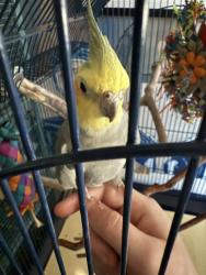 Lost Male Bird last seen Kittridge/Coldwater Canyon, Los Angeles, CA 91606