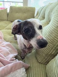 Lost Female Dog last seen Bliss wood Drive & Castlecombe Drive, Houston, TX 77044