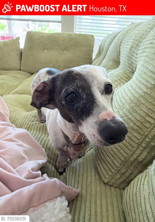 Lost Female Dog last seen Bliss wood Drive & Castlecombe Drive, Houston, TX 77044