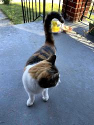 Found/Stray Female Cat last seen Somerset Place & 8th Avenue, Chillum, MD 20783