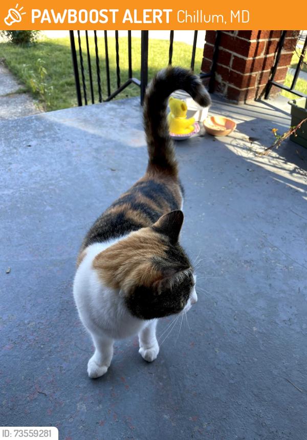 Found/Stray Female Cat last seen Somerset Place & 8th Avenue, Chillum, MD 20783