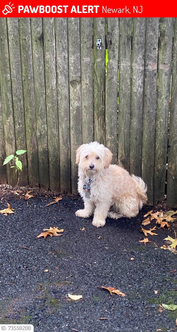 Lost Male Dog last seen He had a red, Newark, NJ 07106