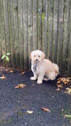 Lost Male Dog last seen He had a red, Newark, NJ 07106