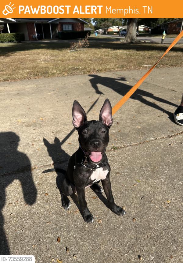 Found/Stray Female Dog last seen By a gas station, Memphis, TN 38118