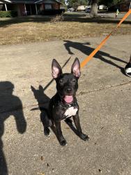 Found/Stray Female Dog last seen By a gas station, Memphis, TN 38118