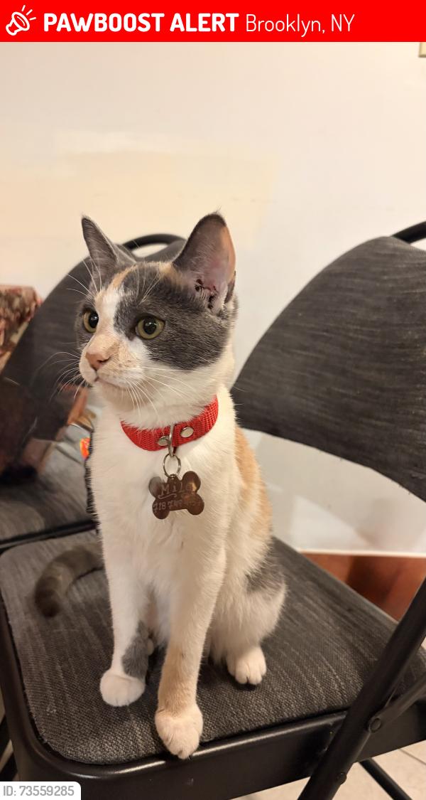 Lost Female Cat last seen Evergreen & Palmetto, Brooklyn, NY 11221