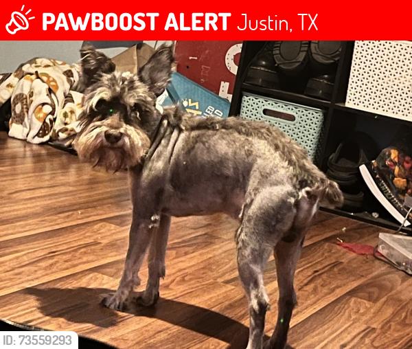 Lost Male Dog last seen Sam Reynolds faith, Justin, TX 76247