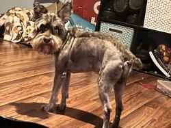 Lost Male Dog last seen Sam Reynolds faith, Justin, TX 76247