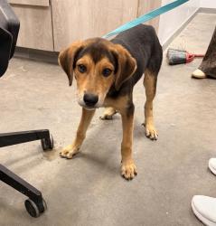 Shelter Stray Male Dog last seen Dillon Road, CARENCRO, LA, 70520, 410 Dugas Rd, Lafayette, LA 70507, USA