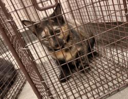 Shelter Stray Female Cat last seen Near Stevenson Street, LAFAYETTE, LA, 70501, 410 Dugas Rd, Lafayette, LA 70507, USA