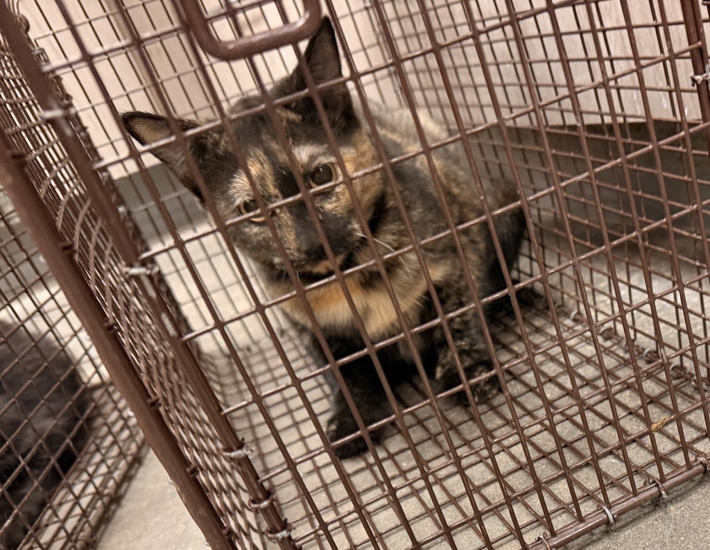 Shelter Stray Female Cat last seen Near Stevenson Street, LAFAYETTE, LA, 70501, 410 Dugas Rd, Lafayette, LA 70507, USA