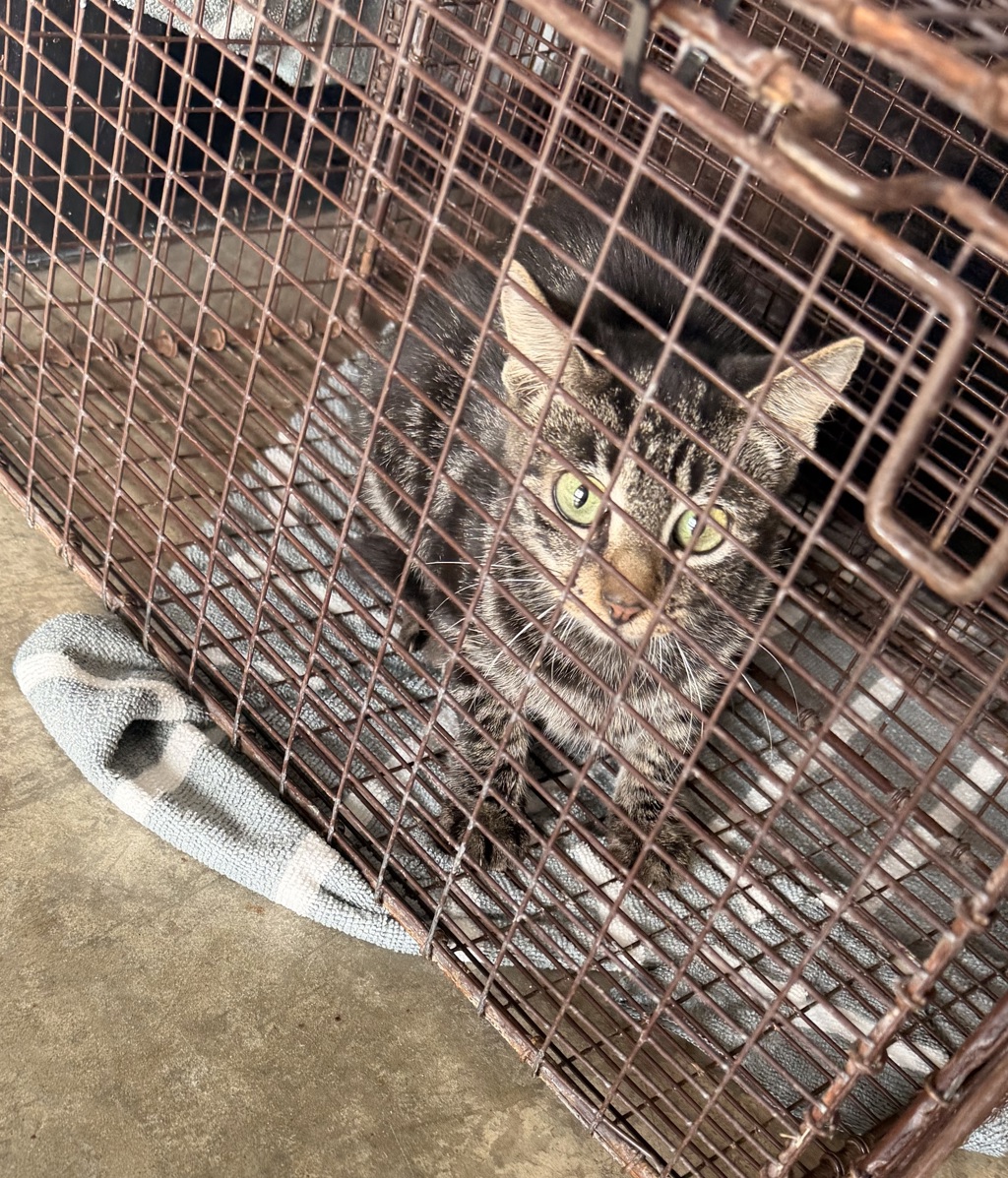 Shelter Stray Female Cat last seen Near Lebesque Road, LAFAYETTE, LA, 70507, 410 Dugas Rd, Lafayette, LA 70507, USA