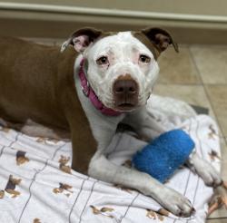 Shelter Stray Female Dog last seen SW 2nd/Main, OR, 1700 W Historic Columbia River Hwy, Troutdale, OR 97060, USA