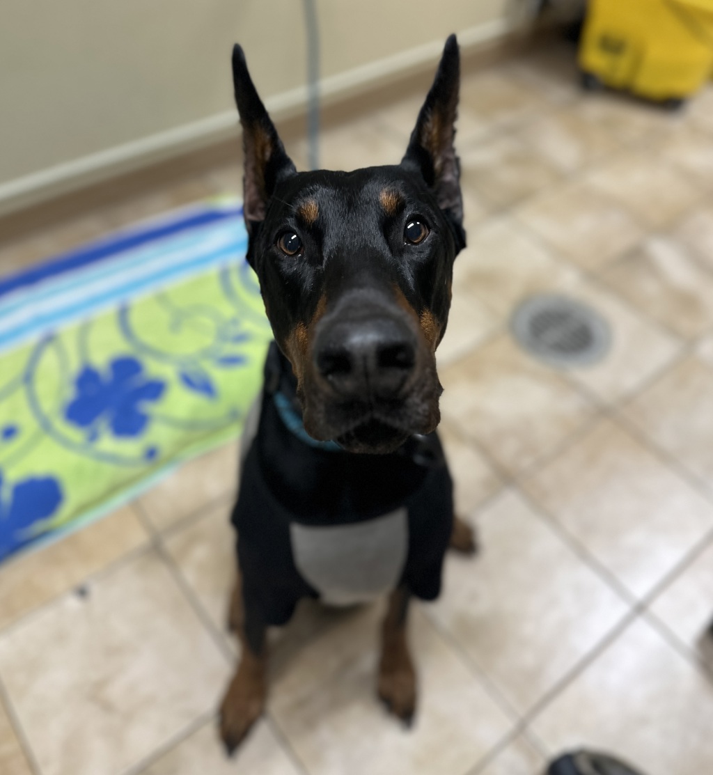 Shelter Stray Male Dog last seen SE 72nd and Flavel, PORTLAND, OR, 97266, 1700 W Historic Columbia River Hwy, Troutdale, OR 97060, USA