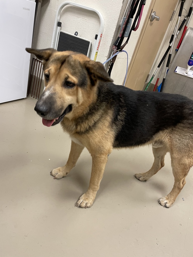 Shelter Stray Male Dog last seen Near Circuit Of The Americas Boulevard, TX, 7201 Levander Loop bldg a, Austin, TX 78702, USA