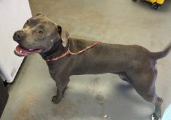 Shelter Stray Male Dog last seen Near S Highland Drive, Holladay, UT, 84117, 511 W 3900 S, Salt Lake City, UT 84123, USA
