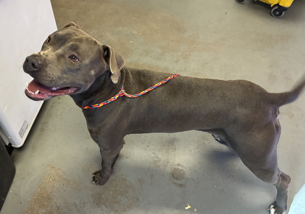 Shelter Stray Male Dog last seen Near S Highland Drive, Holladay, UT, 84117, 511 W 3900 S, Salt Lake City, UT 84123, USA