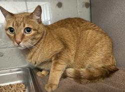 Shelter Stray Male Cat last seen Near E 700 S, SALT LAKE CITY, UT, 84111, 511 W 3900 S, Salt Lake City, UT 84123, USA