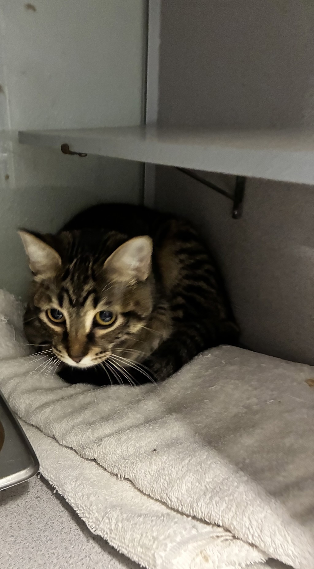 Shelter Stray Female Cat last seen Near S 4800 W, SALT LAKE CITY, UT, 84103, 511 W 3900 S, Salt Lake City, UT 84123, USA