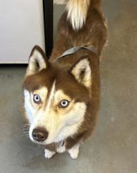 Shelter Stray Female Dog last seen Near S Highland Drive, Holladay, UT, 84117, 511 W 3900 S, Salt Lake City, UT 84123, USA
