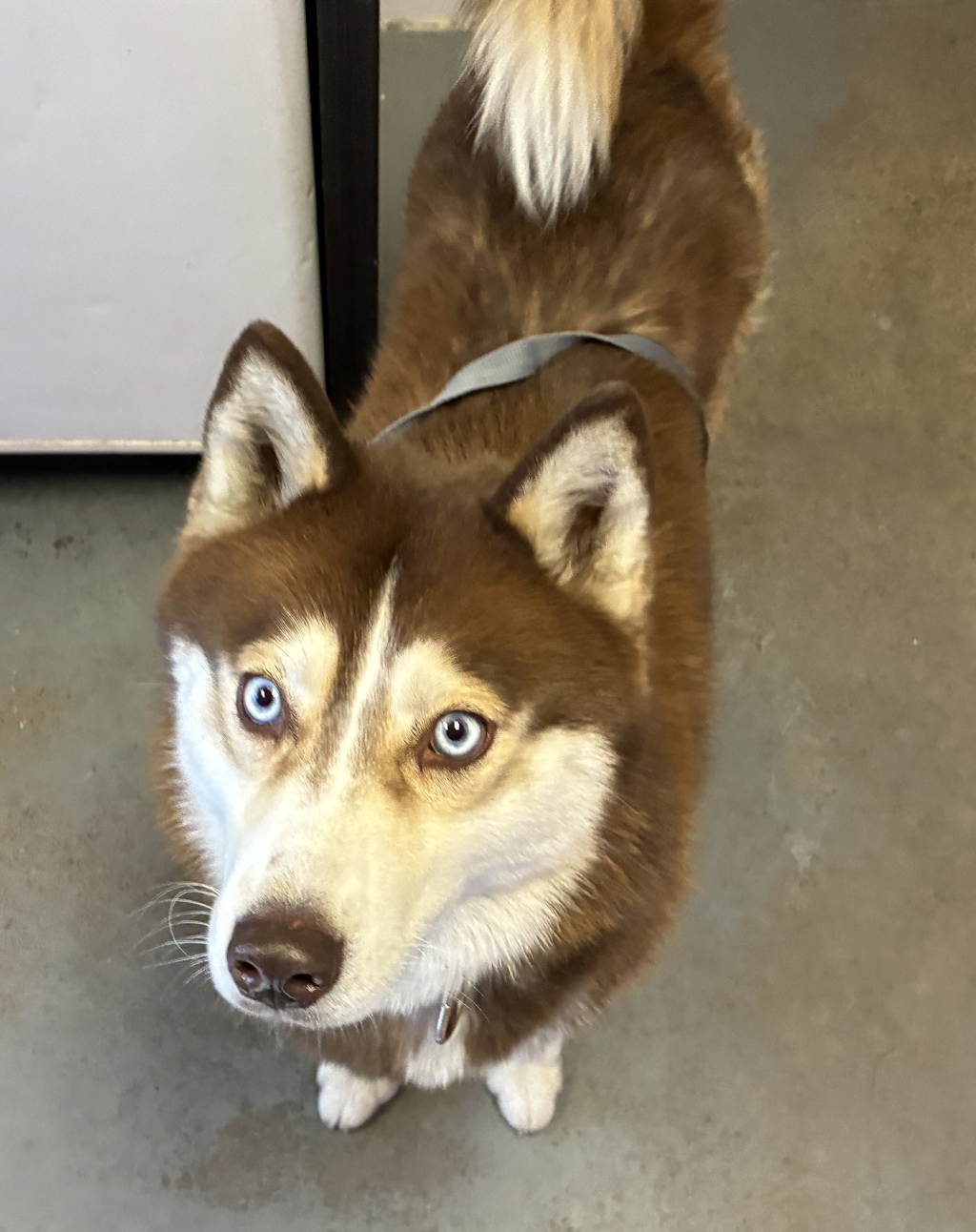 Shelter Stray Female Dog last seen Near S Highland Drive, Holladay, UT, 84117, 511 W 3900 S, Salt Lake City, UT 84123, USA