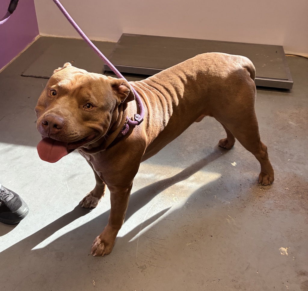 Shelter Stray Male Dog last seen Near N I215 S, SALT LAKE CITY, UT, 84116, 511 W 3900 S, Salt Lake City, UT 84123, USA